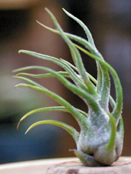 Tillandsia pruinosa