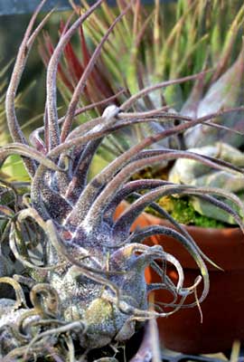 Tillandsia pruinosa