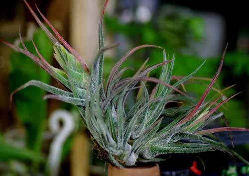 Tillandsia pruinosa