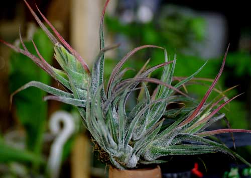 Tillandsia pruinosa