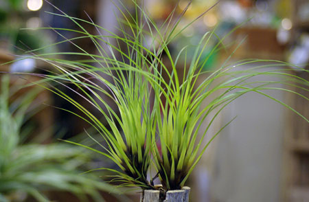 Tillandsia punctulata 'Minor'