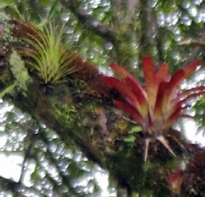 Tillandsia punctulata 'Minor'