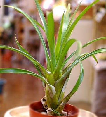 Tillandsia rhodosticta