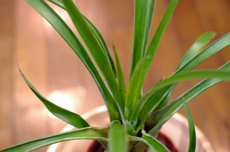 Tillandsia rhodosticta