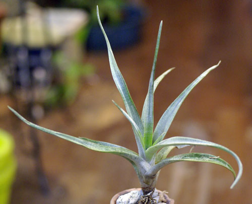 Tillandsia rubrispica