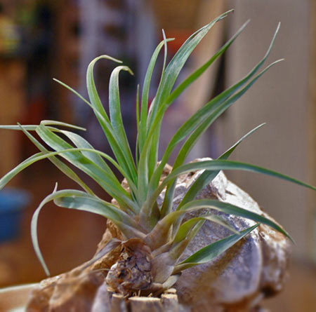 Tillandsia rusbyi