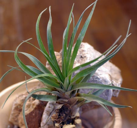 Tillandsia rusbyi