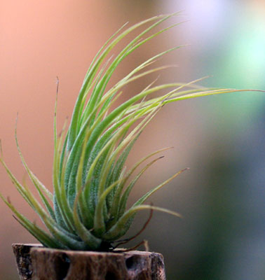 Tillandsia scaposa