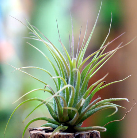 Tillandsia scaposa