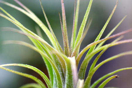 Tillandsia scaposa