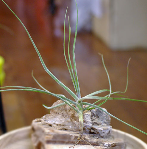 Tillandsia schiediana