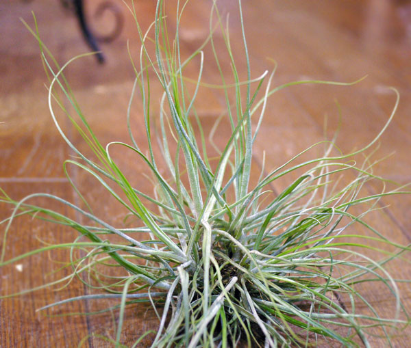 Tillandsia schiediana