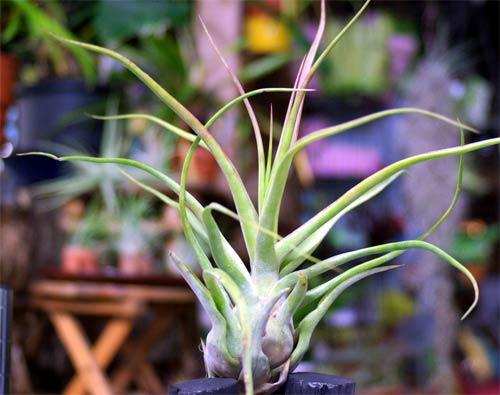 Tillandsia 'Show Time'