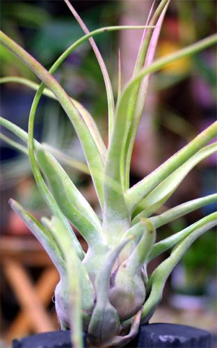 Tillandsia 'Show Time'