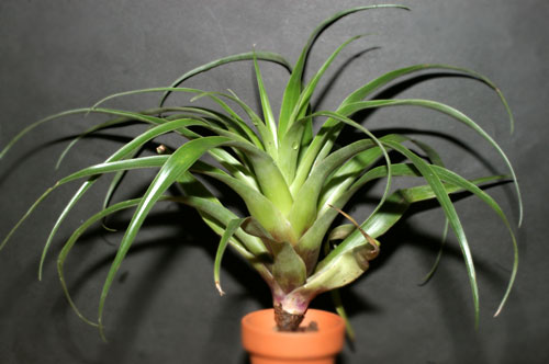 Tillandsia sierra-juarezensis