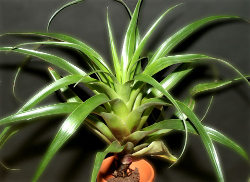 Tillandsia sierra-juarezensis