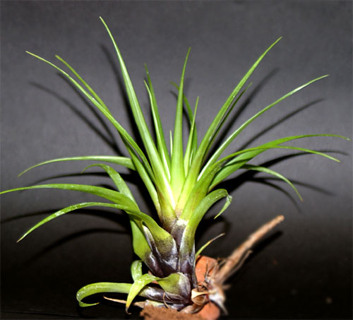 Tillandsia standleyi