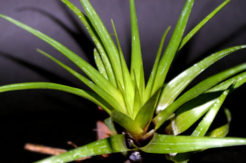 Tillandsia standleyi