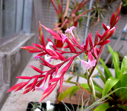 Tillandsia straminea 'Red Bract'