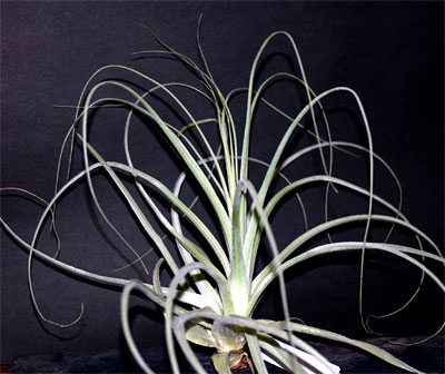 Tillandsia straminea 'Red Bract'