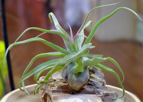 Tillandsia streptophylla