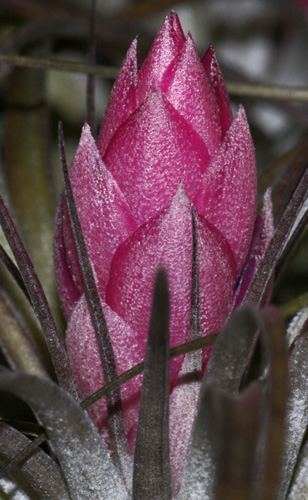 Tillandsia stricta