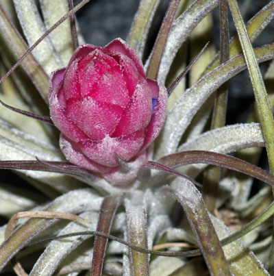 Tillandsia stricta