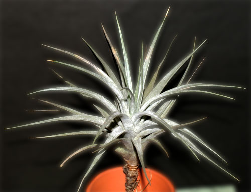 Tillandsia  stricta var.albifolia