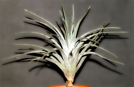 Tillandsia  stricta var.albifolia