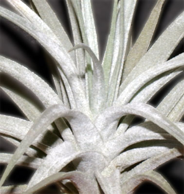 Tillandsia  stricta var.albifolia