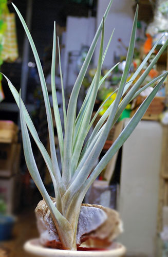 Tillandsia subteres