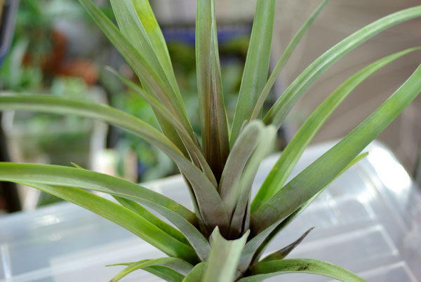 Tillandsia subteres