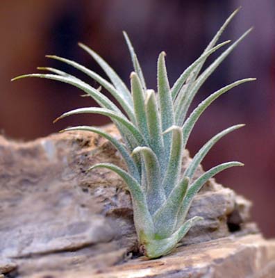 Tillandsia sucrei