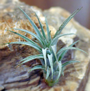 Tillandsia sucrei