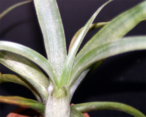 Tillandsia super-mexicana var.saxicola