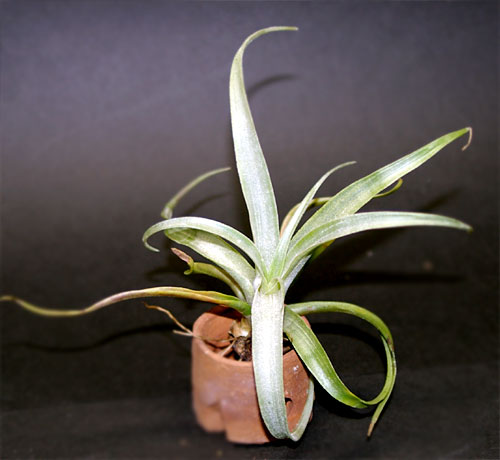 Tillandsia super-mexicana var.saxicola