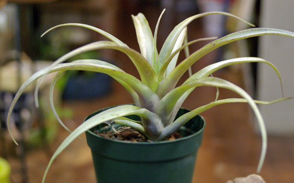 Tillandsia super-mexicana var.saxicola