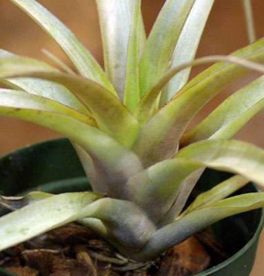 Tillandsia super-mexicana var.saxicola