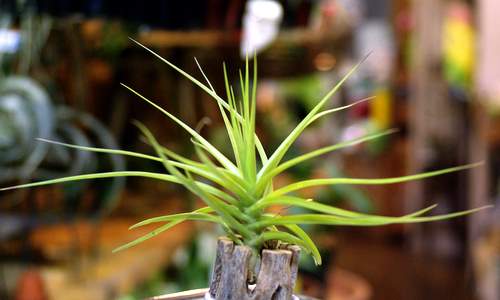 Tillandsia aeranthos