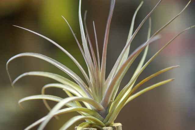 Tilllandsia aeranthos 'Purple Giant'