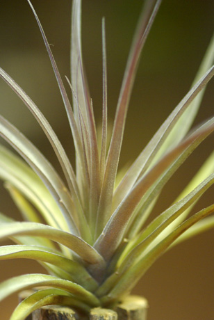 Tilllandsia aeranthos 'Purple Giant'