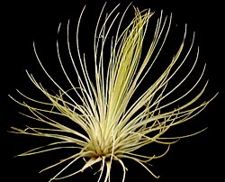 Tillandsia andreana