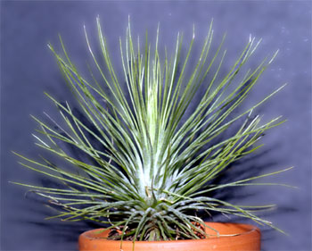 Tillandsia andreana