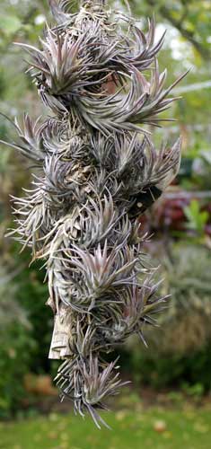 Tilllandsia araujei