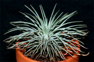 Tillandsia argentea