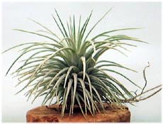 Tillandsia argentea