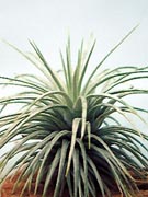 Tillandsia argentea