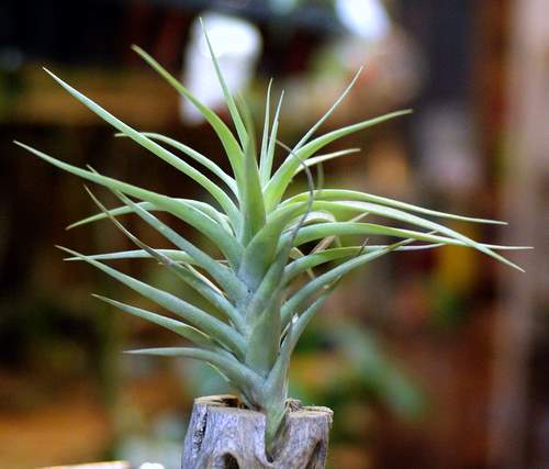 Tillandsia bergeri