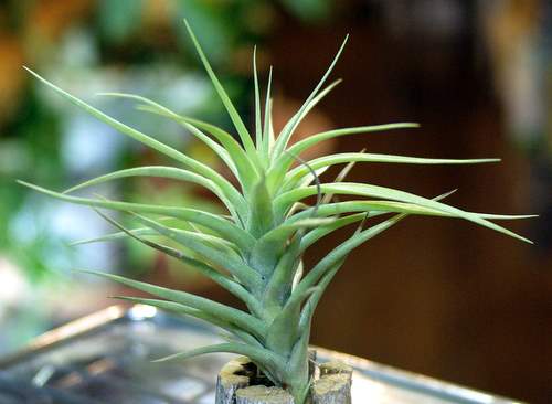 Tillandsia bergeri