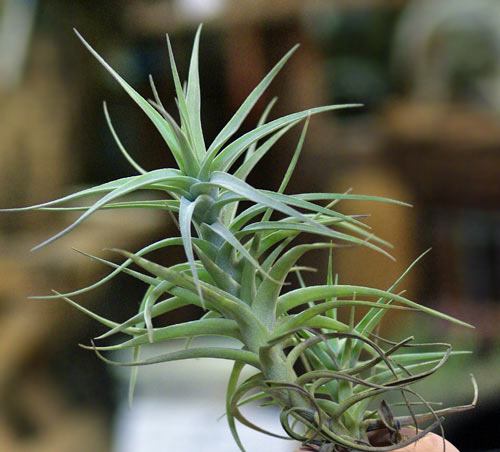 Tillandsia bergeri 'caulescentform'